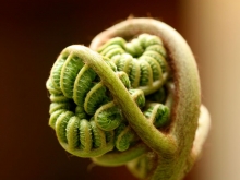 Curled Fern